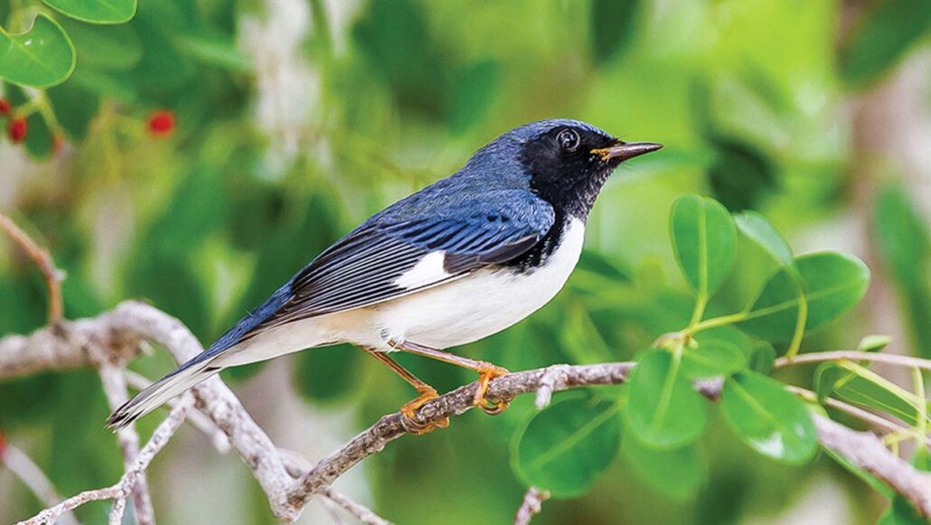 black-throated_blue_warbler