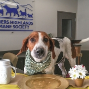 cashiers-nc-humane-society-doggie-at-table