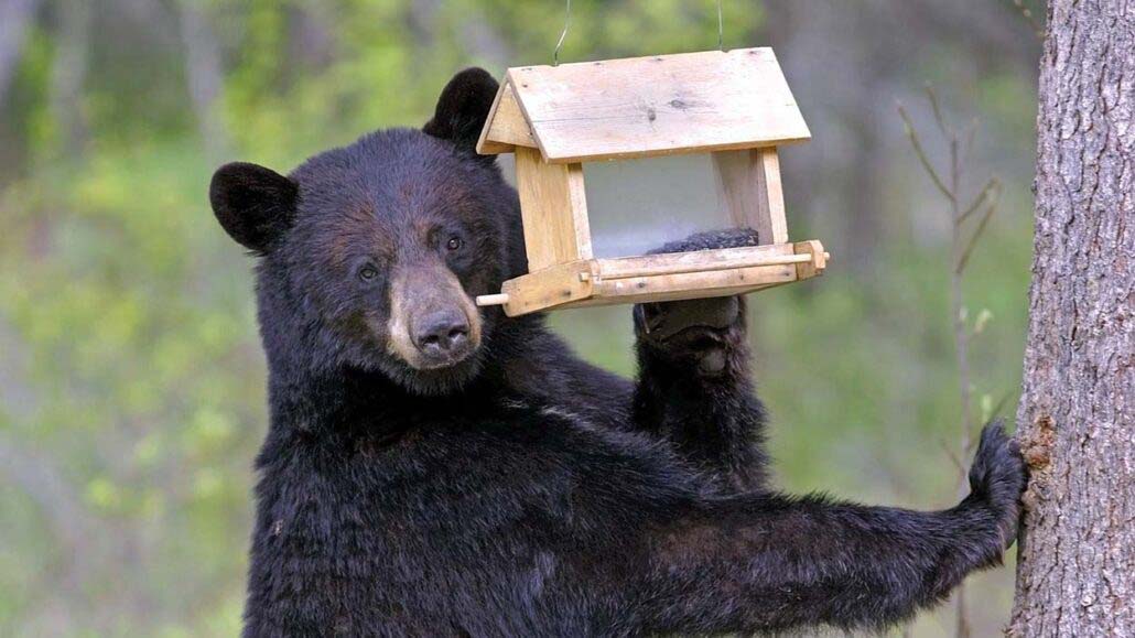 Bird Feeders and Bears Laurel Magazine Highlands NC