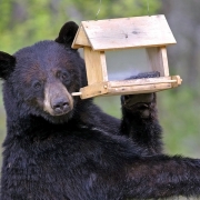 Bear at bird feeder