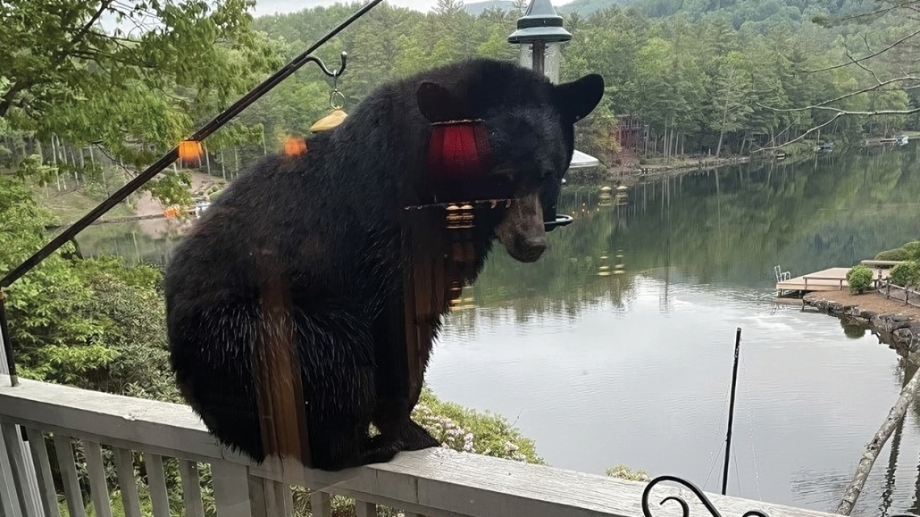 Bear for Spring feeder