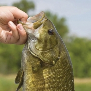 cashiers-highlands-fishing-small-mouth-bass