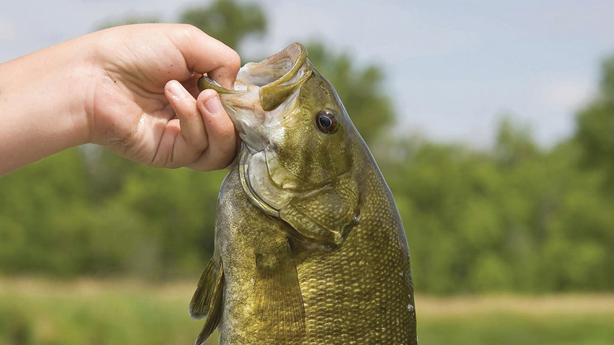 Smallmouth Big Thrill