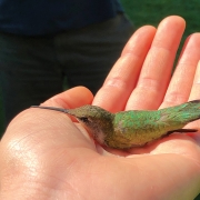 highlands-nc-biological-station-ruby-throated-hummingbird-in-hand