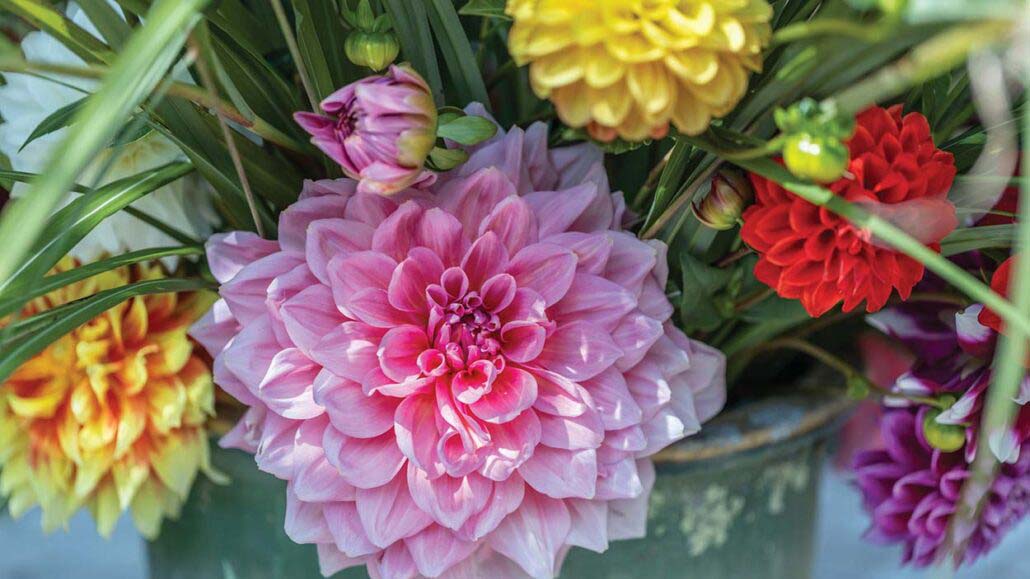 Just Dazzlin’ Laurel Magazine Highlands NC