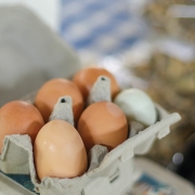 locally-grown-on-the-green-cashiers-nc-eggs