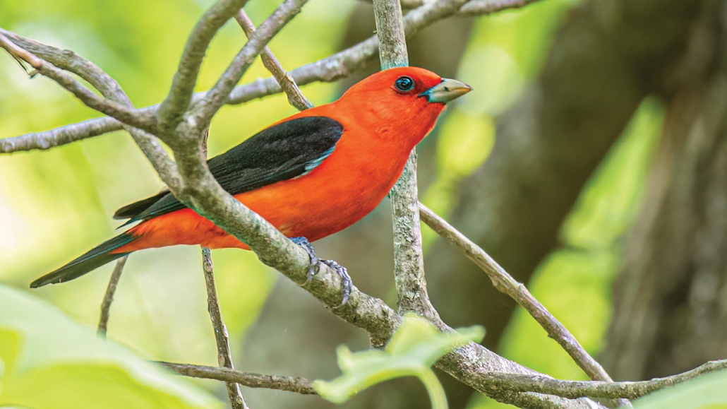 Highlands-audubon-Scarlet-Tanager by