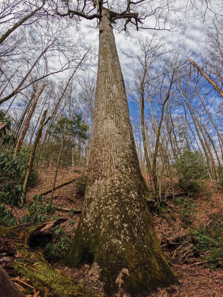 Highlands Cashiers Land Trust