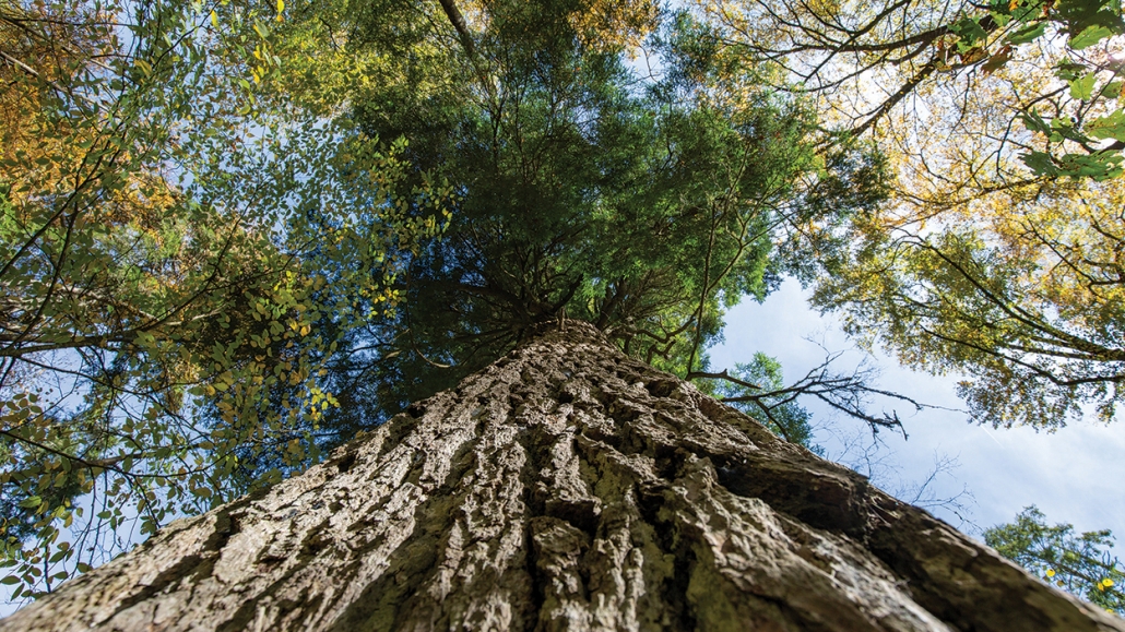 highlands-cashiers-land-trust-tree-sky