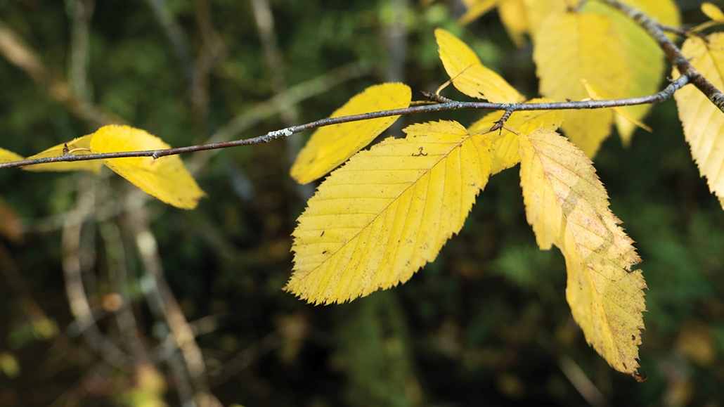 highlands-nc-biological-gardens-leaf-tour-yellow