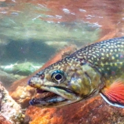 highlands-nc-cashiers-nc-Brook-Trout