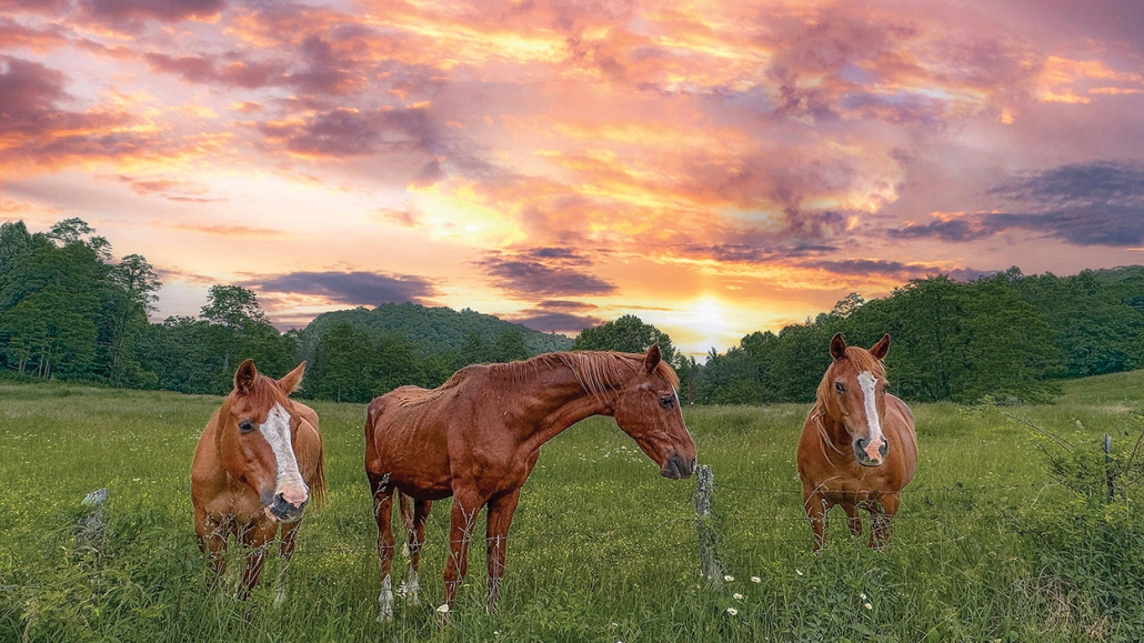 cover-artist-photography-Michele-Schwartz-horses