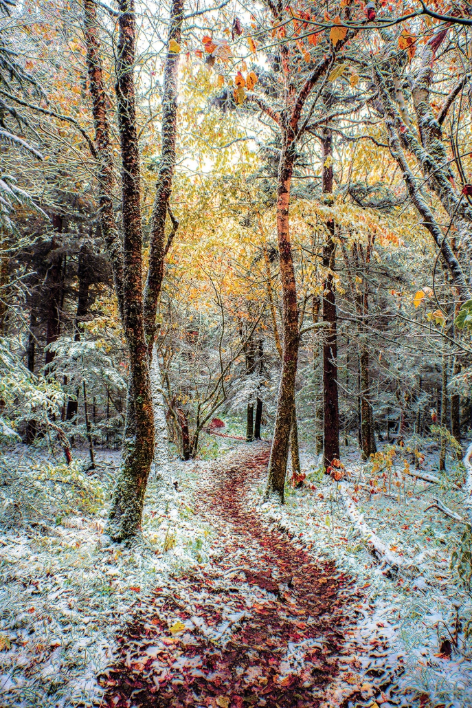 cover-artist-photography-Michele-Schwartz-snow-trail