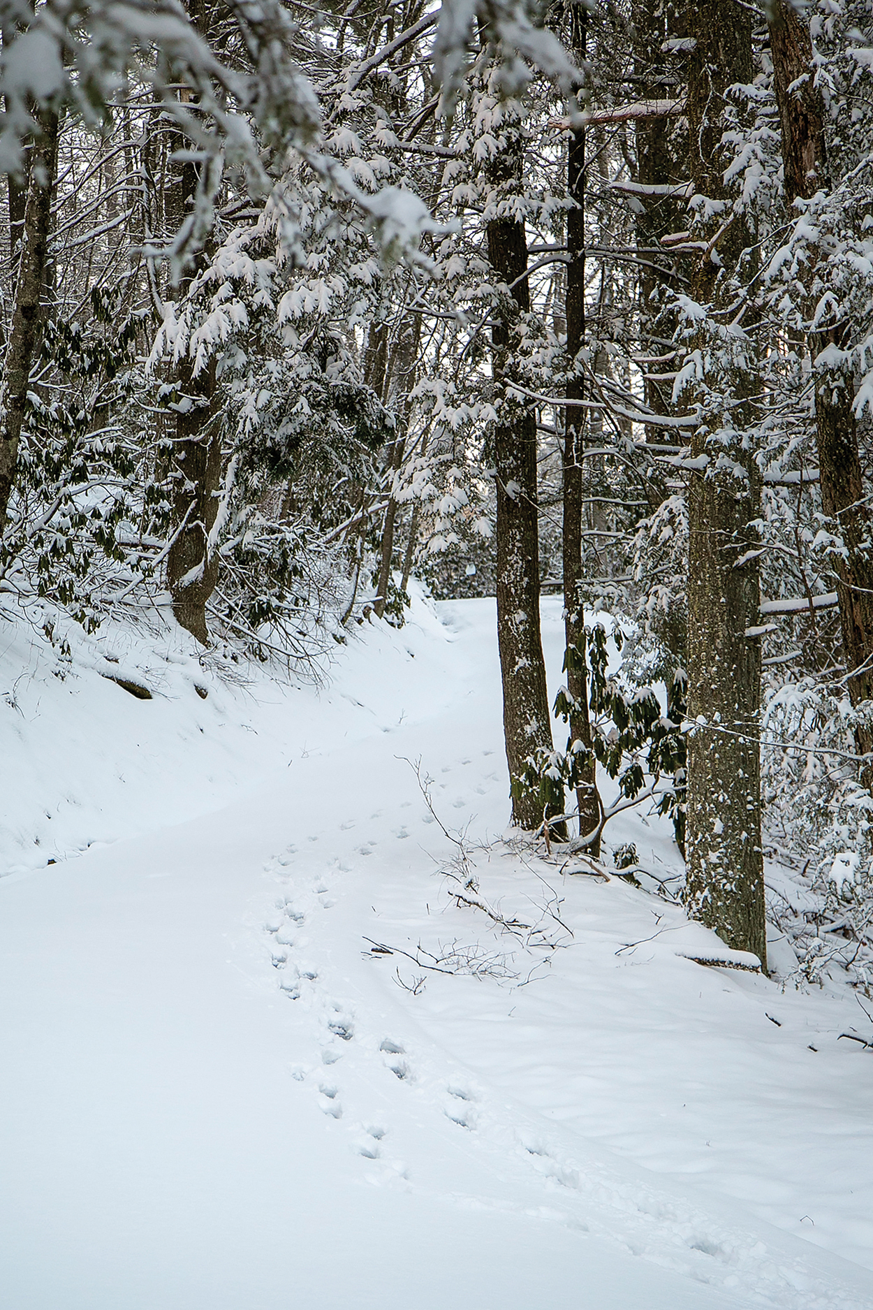 highlands-cashies-nc-winter-hiking-snow-tracks