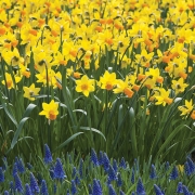William-Mcreynolds-flowers-spring