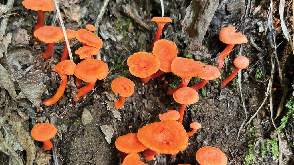 appalachian-trail-orange-mushrooms