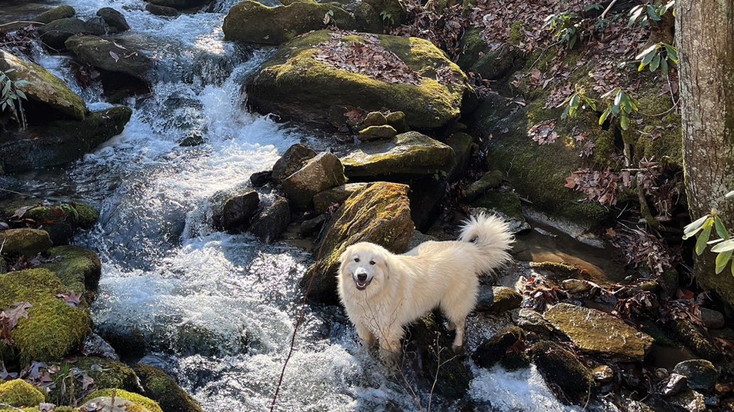 appalachian-trail-river-doggie