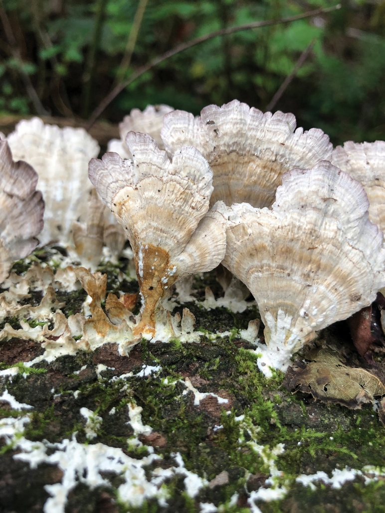 appalachian-trail-white-mushrooms