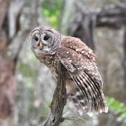 highlands-nc-barned-owl-audubon-society