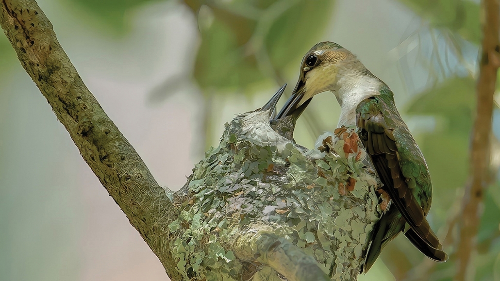 Highlands-nc-audubon-society-hummingbird