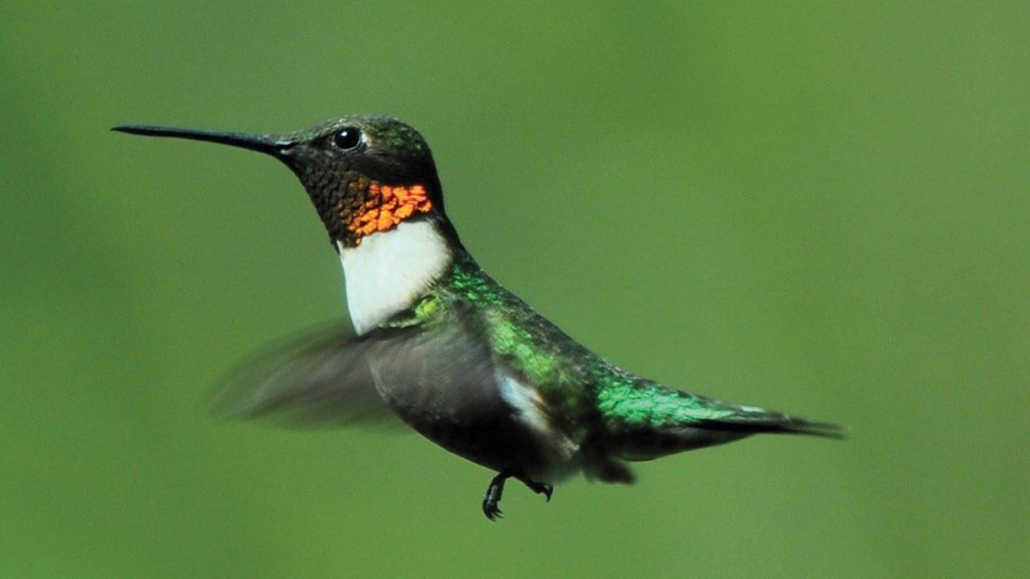 Highlands-nc-audubon-society-hummingbird-green