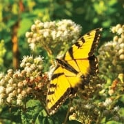 William-McReynolds-May-swallowtail-butterfly