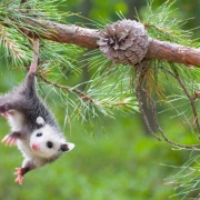 cashiers-nc-village-green-youth-nature-series-opossum