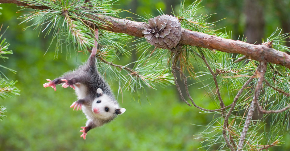 cashiers-nc-village-green-youth-nature-series-opossum