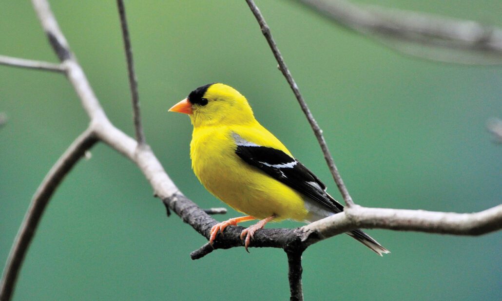 highlands-nc-audubon-Goldfinch-American-Male